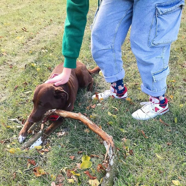 Calze da uomo SOXO labrador in lattina