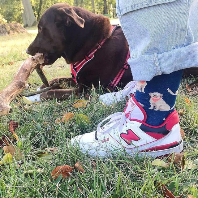 Calze da uomo SOXO labrador in lattina